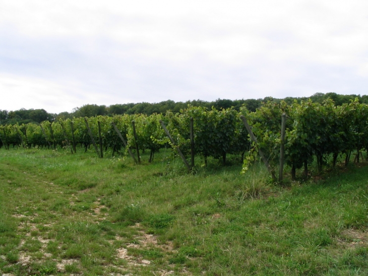 Les vignes - Villaines-les-Prévôtes