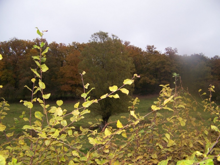 Dans les bois - Voudenay