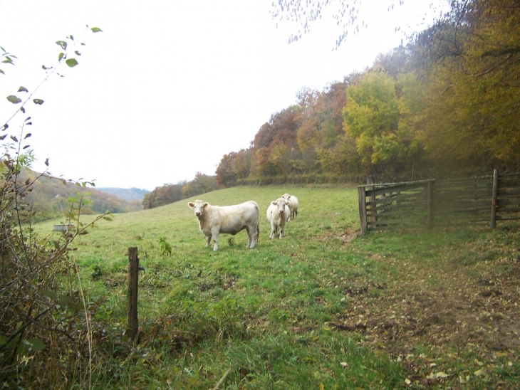 Charolaises - Voudenay