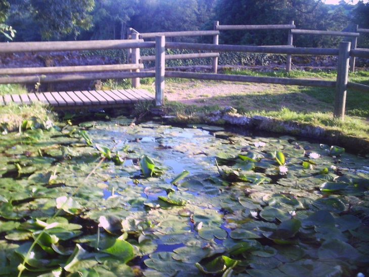 La baignoire des grenouilles - Blismes