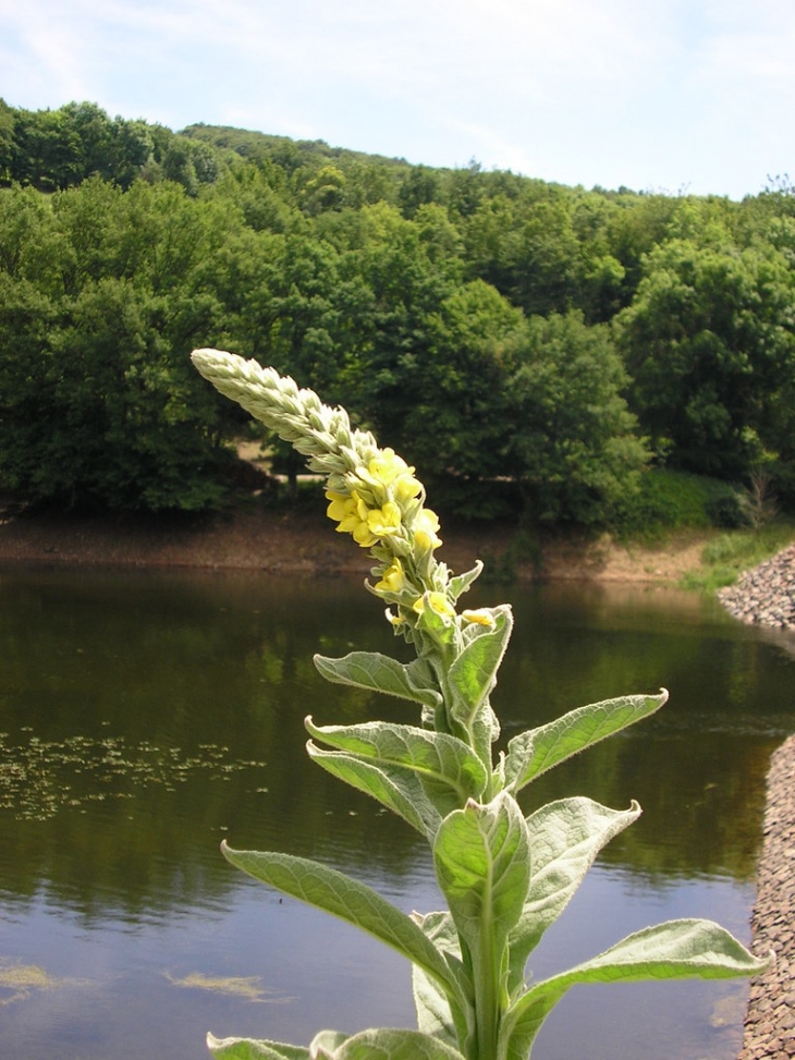 BOUILLON BLANC - Chaumard