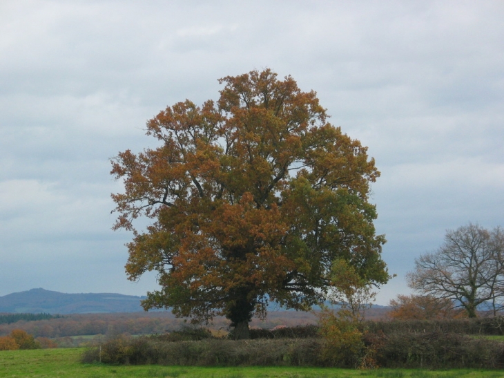 ARBRE EN AUTOMNE PRES DE FOURS