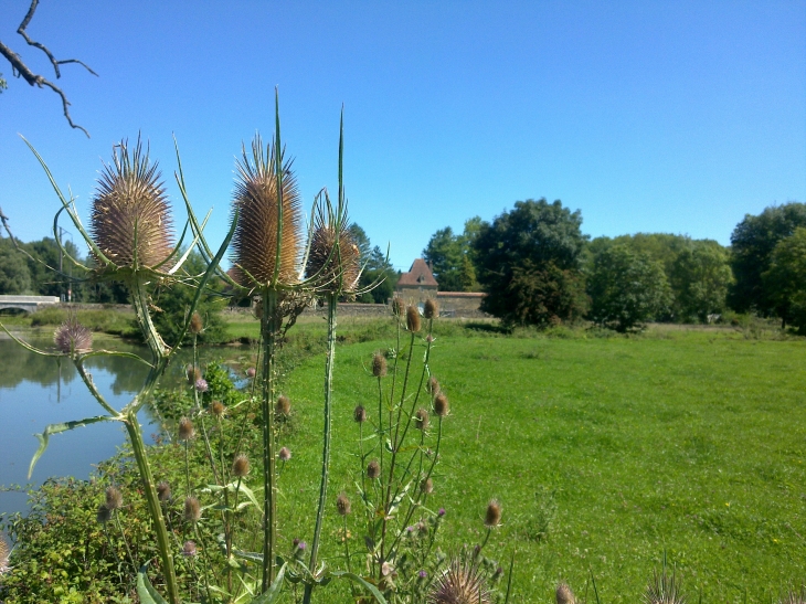 Chardon devant le vieux chateau - Poiseux