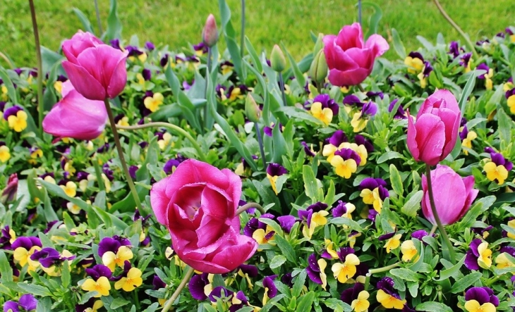 Fleurs - Crêches-sur-Saône