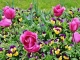 Photo précédente de Crêches-sur-Saône Fleurs