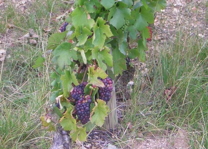 La vigne - Dezize-lès-Maranges