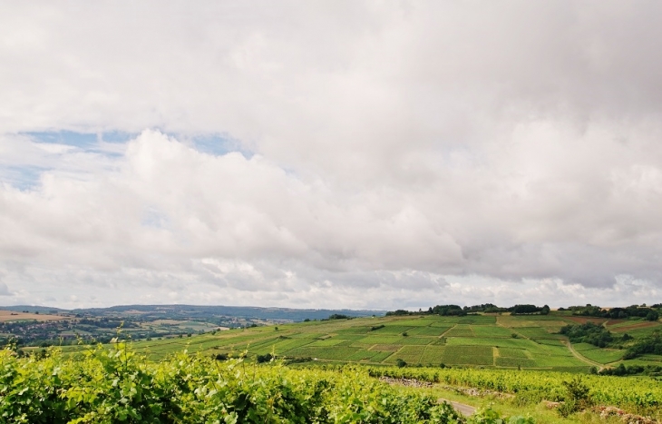 Les Vignobles - Dezize-lès-Maranges