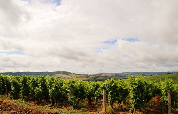 Les Vignobles - Dezize-lès-Maranges