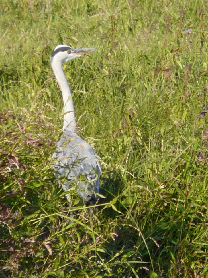 Héron cendré au bord de l'eau - Marnay