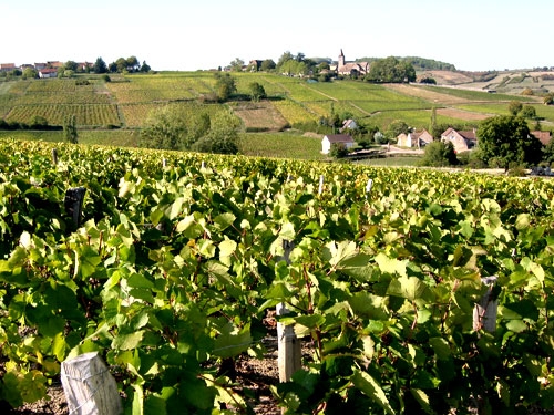 Les vignes de Moroges et Vingelles