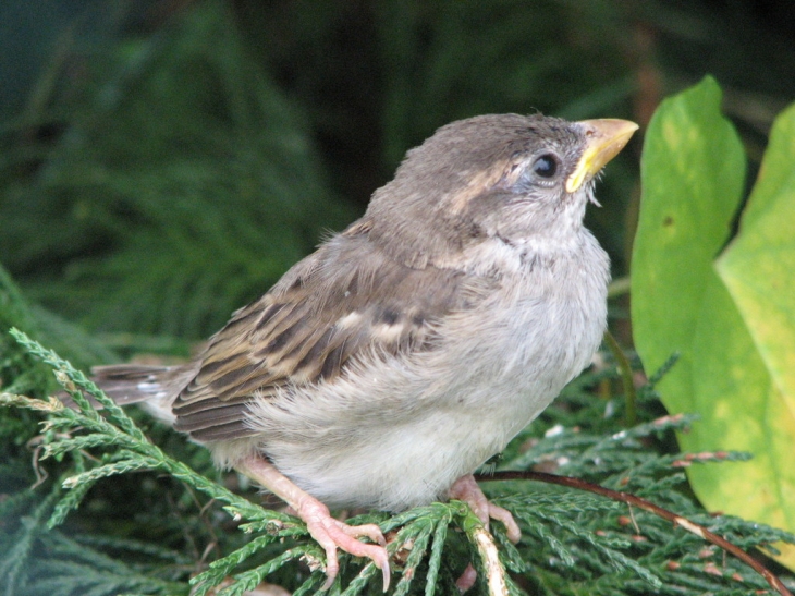 UN OISEAU A NAVILLY