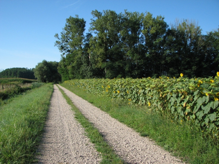 CHEMIN DE CAMPAGNE - Navilly