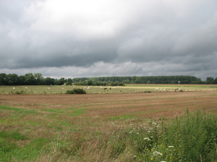 VACHES DANS LES PRES - Navilly