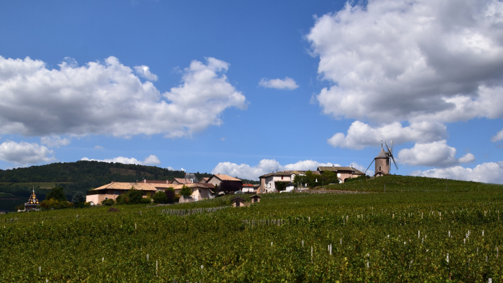 Vue panoramique - Romanèche-Thorins