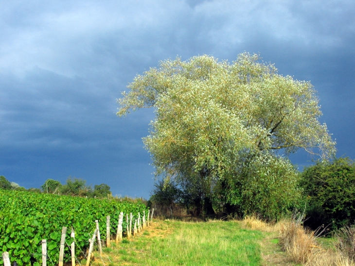 Dans les vignes en dessous de St. Clément. L'orage arrive. - Saint-Clément-sur-Guye