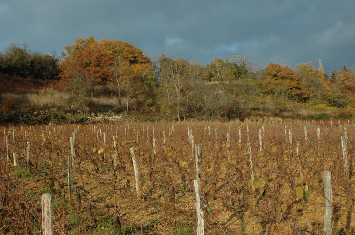 Vignes en contre-bas du village - Saint-Clément-sur-Guye