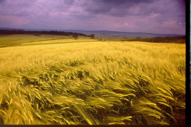 Grano - Saint-Ythaire