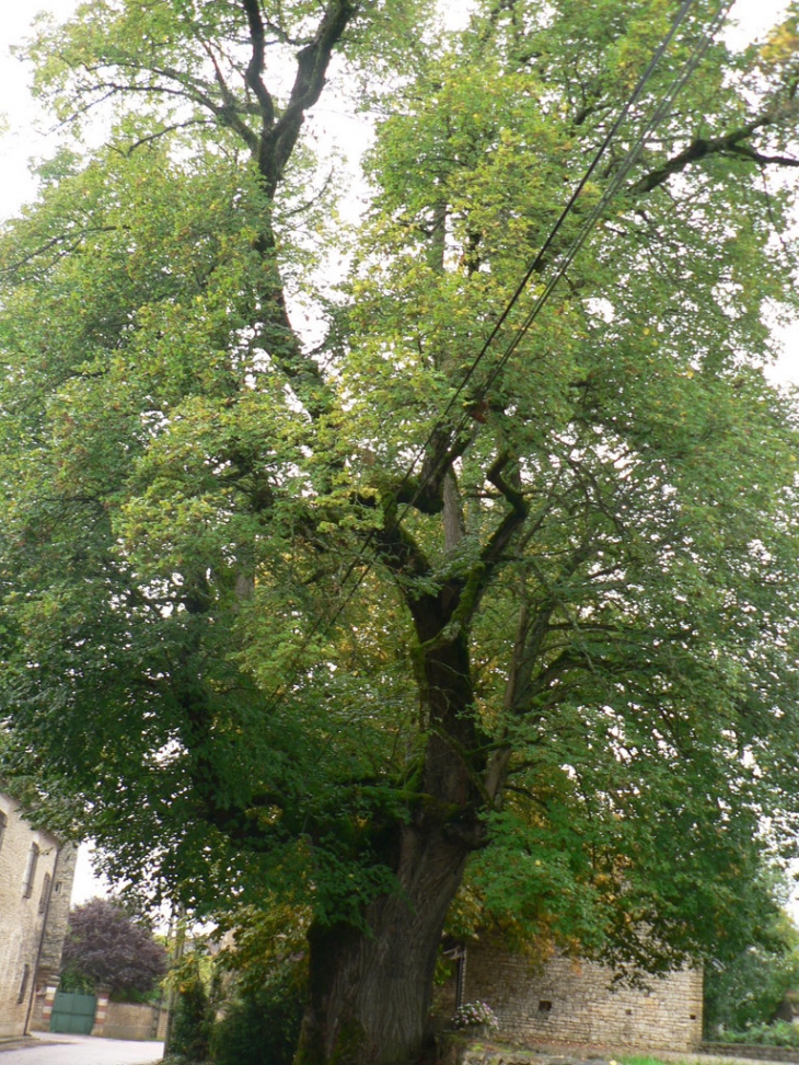 Arbre daté de 1598 - Blannay