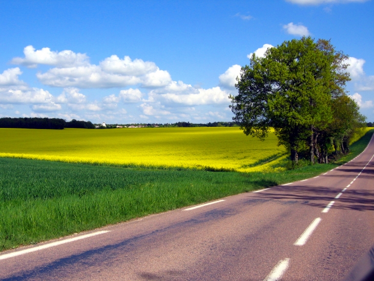 Les routes du Chablis fleurent aussi le colza