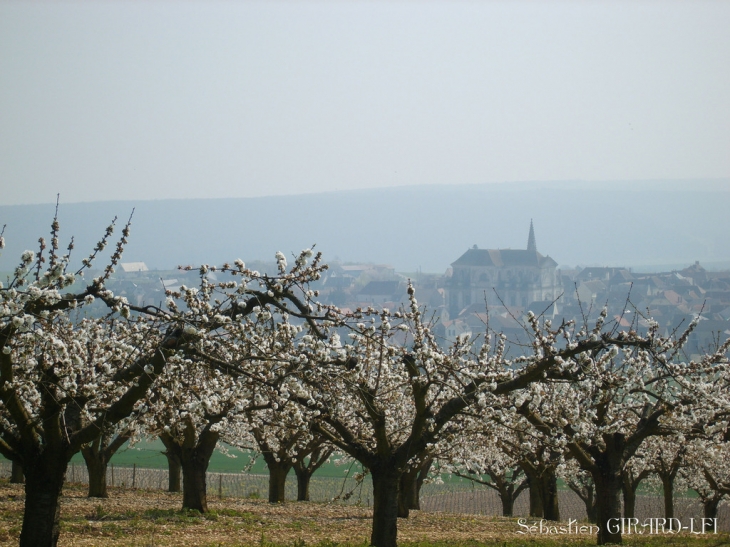 Clocher sur cerisiers en fleurs - Coulanges-la-Vineuse