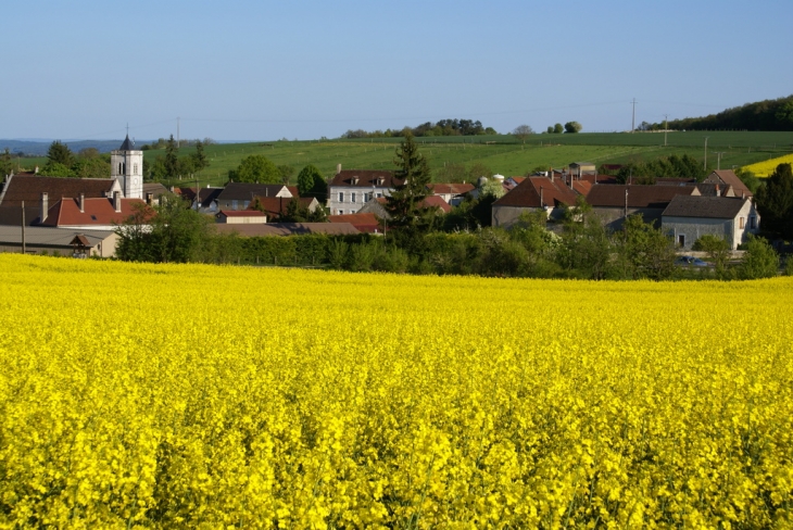 Panorama avec colza en fleur - Fouronnes