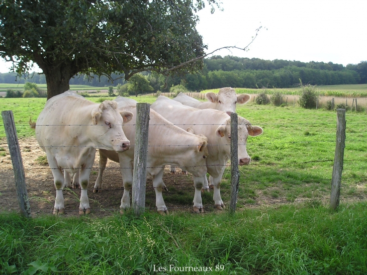 Les Fourneaux - Les Bordes