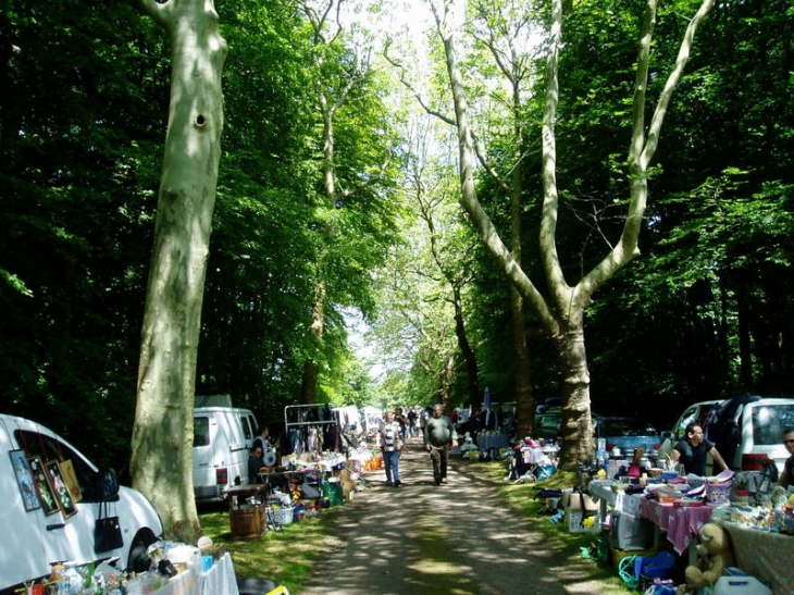 Allée des Platanes - Malicorne