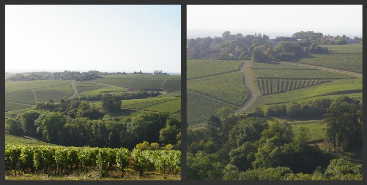 Les vignes et vue sur Préhy