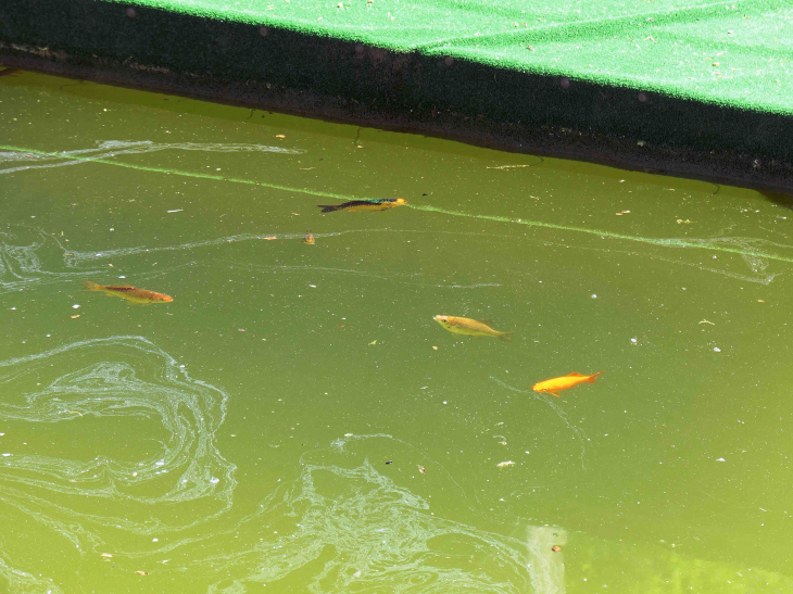 Poissons dans le lavoir - Tharoiseau