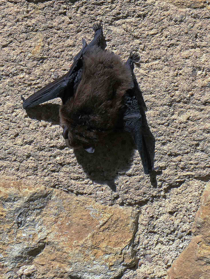 Chauve souris sur un mur au soleil - Tharoiseau