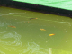 poissons dans le lavoir