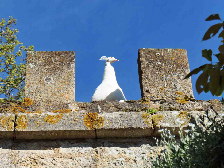 Paon blanc sur le toit du château - Vault-de-Lugny