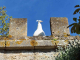 paon blanc sur le toit du château