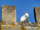 paon blanc sur le toit du château