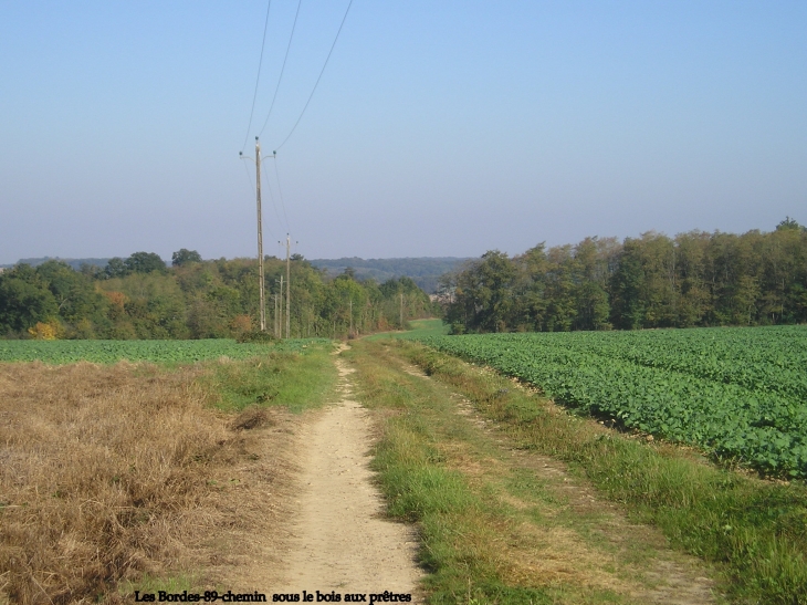 Villeneuve sur Yonne -Beaudemont- le bois aus prêtres - Villeneuve-sur-Yonne