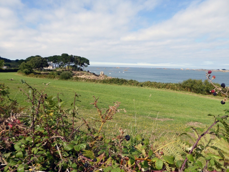 Sur le GR 34 sentier des douaniers - Plougrescant