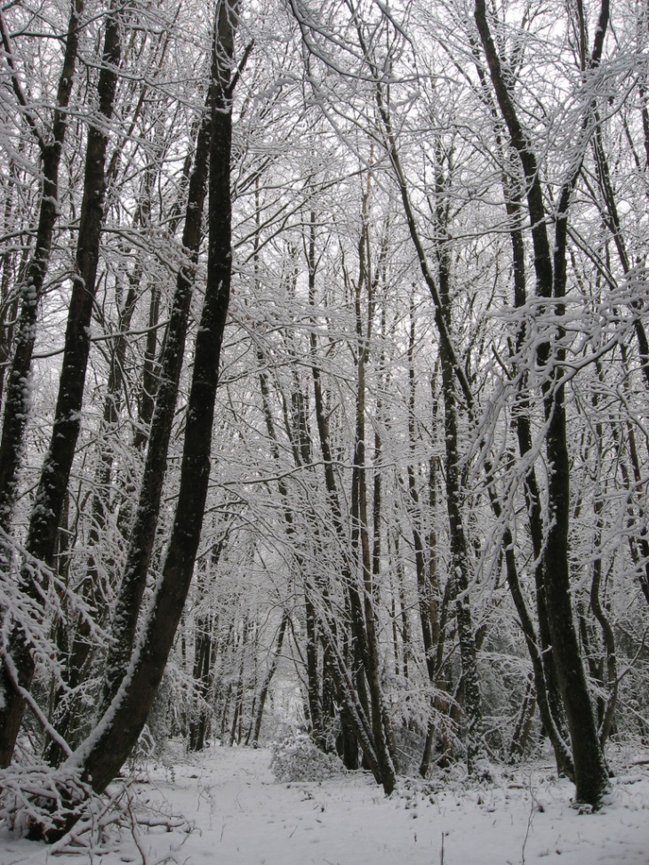 Le bois de St Etienne du gué de l'Isle sous la neige - Saint-Étienne-du-Gué-de-l'Isle