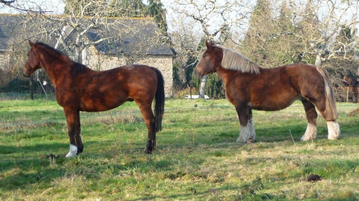 Les chevaux de Saint Urchaut - Pont-Scorff