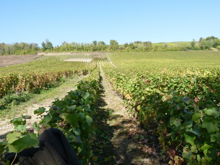 Les vignes  - Montigny