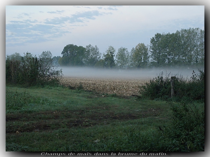 Chemin dans la brume. - Rians