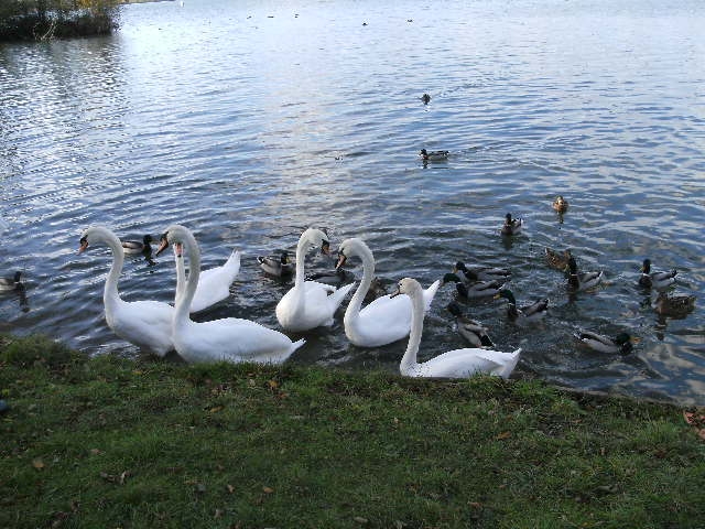 étang les canards - Écluzelles