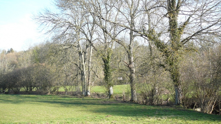 Une belle rangée d'arbres le long du ruisseau - Gilles