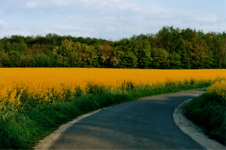 Mévoisins le colza