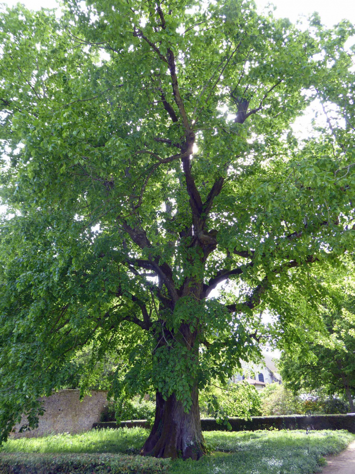 Abbaye de la Sainte Trinité : le tilleul révolutionnaire arbre remarquable - Thiron Gardais