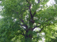 Photo suivante de Thiron Gardais abbaye de la Sainte Trinité : le tilleul révolutionnaire arbre remarquable