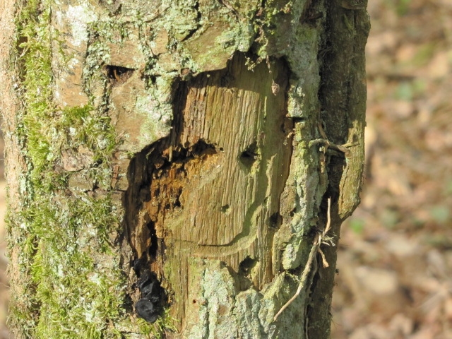 L'arbre souriant - Ymeray