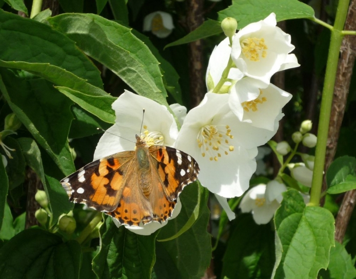 Des fleurs et des insectes - Candes-Saint-Martin