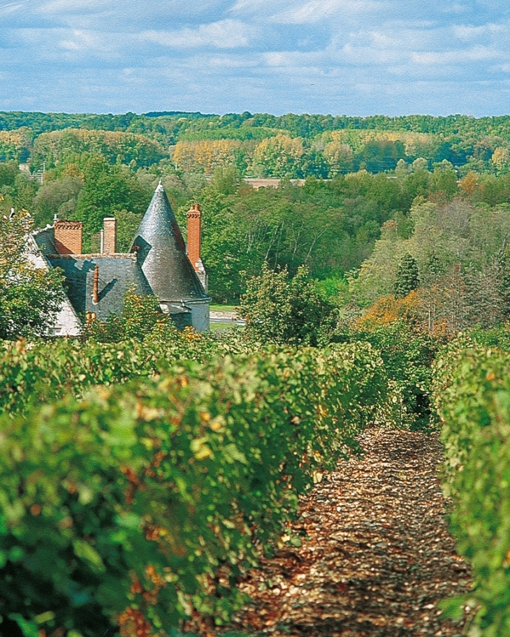 Vignes du Château de la Roche - Chargé