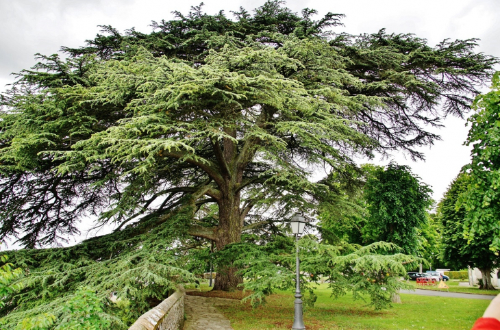 Hotel-de-Ville ( le Parc ) - Château-Renault