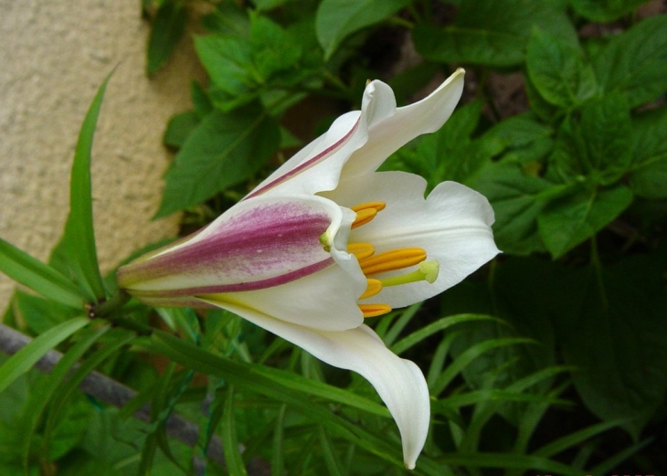 Fleur de LYS de rigueur en Touraine - Chezelles